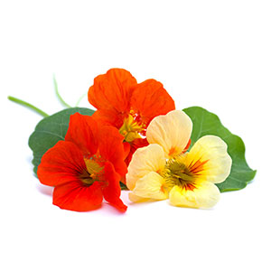 NASTURTIUM (FLOWER)