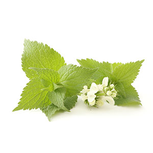 ORGANIC WHITE NETTLE