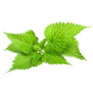 STINGING NETTLE (LEAVES)