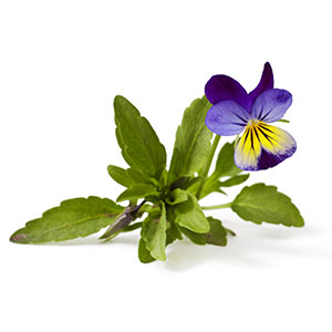 WILD PANSY (FLOWERS)