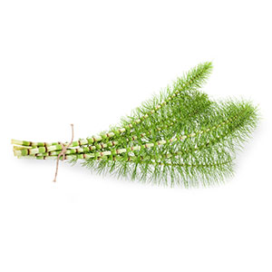 HORSETAIL (AERIAL PARTS)