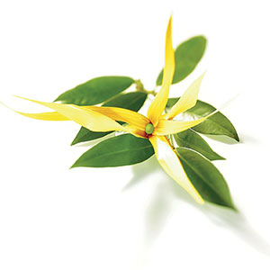 YLANG-YLANG