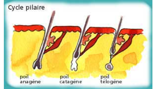 LES CYCLES PILAIRES